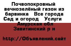 Почвопокровный, вечнозелёный газон из барвинка - Все города Сад и огород » Услуги   . Амурская обл.,Завитинский р-н